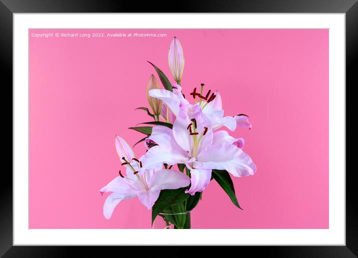 Pink Lilies Framed Mounted Print by Richard Long