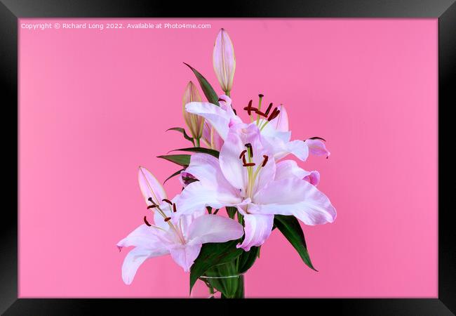 Pink Lilies Framed Print by Richard Long