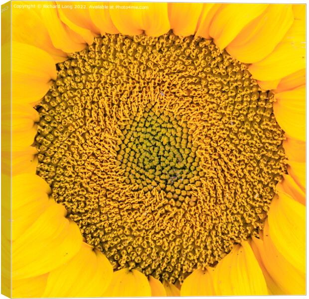 Sunflower head Canvas Print by Richard Long