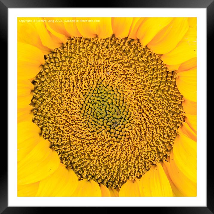 Sunflower head Framed Mounted Print by Richard Long