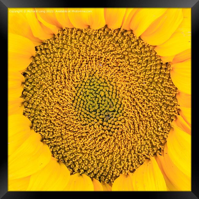 Sunflower head Framed Print by Richard Long