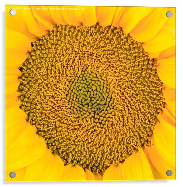 Sunflower head Acrylic by Richard Long