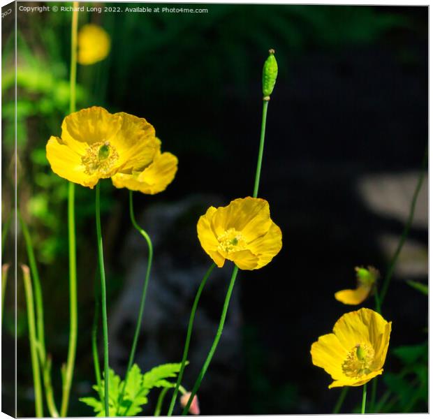 Yellow Poppies Canvas Print by Richard Long