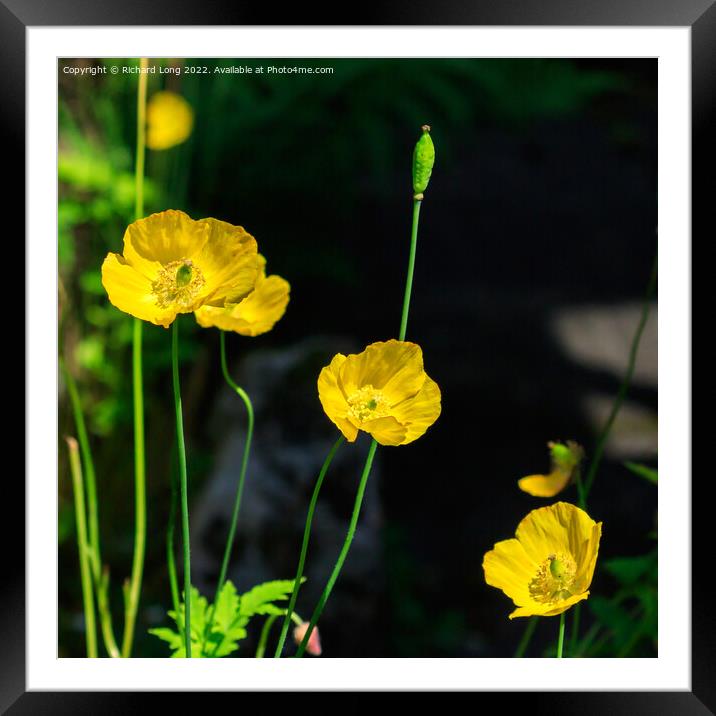 Yellow Poppies Framed Mounted Print by Richard Long