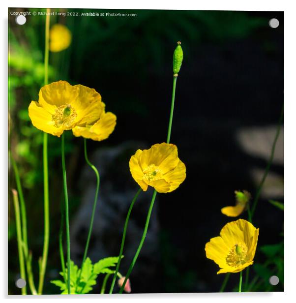 Yellow Poppies Acrylic by Richard Long