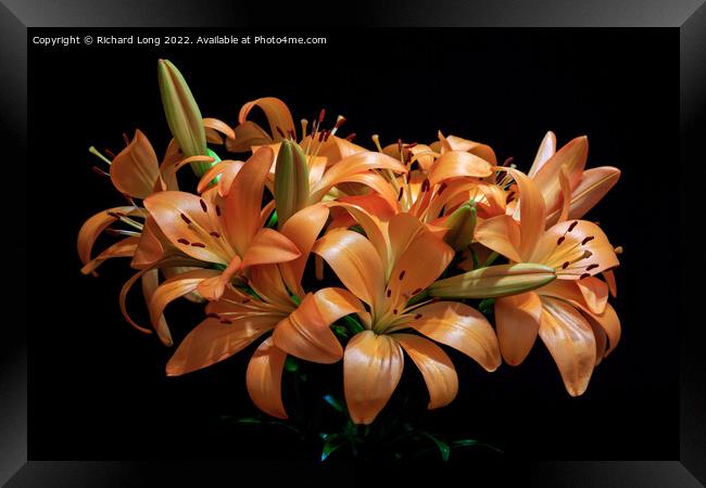 Dark Orange Lilies Framed Print by Richard Long