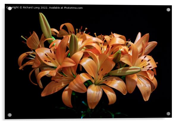 Dark Orange Lilies Acrylic by Richard Long