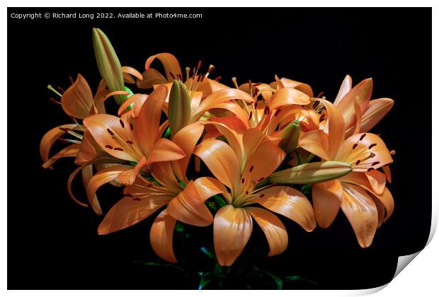 Dark Orange Lilies Print by Richard Long