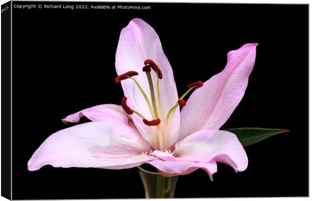 Single Pink Lilly flower Canvas Print by Richard Long
