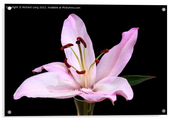 Single Pink Lilly flower Acrylic by Richard Long
