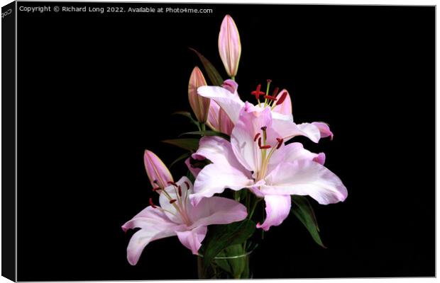 Pink Lilies Canvas Print by Richard Long