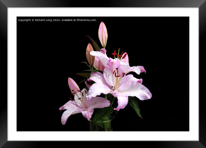 Pink Lilies Framed Mounted Print by Richard Long