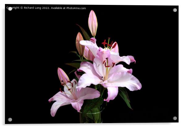 Pink Lilies Acrylic by Richard Long