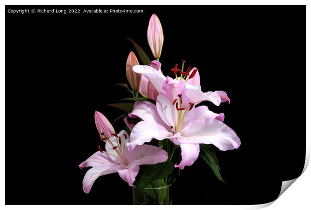 Pink Lilies Print by Richard Long