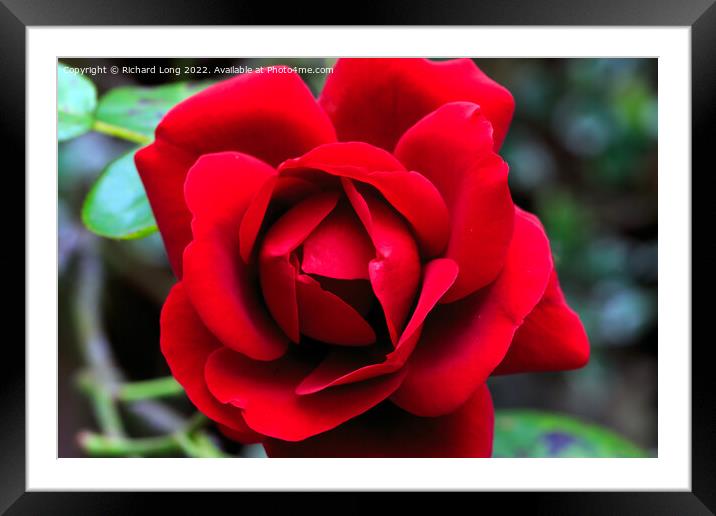 Single Red Rose Framed Mounted Print by Richard Long