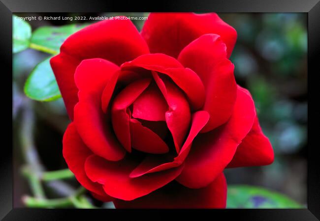 Single Red Rose Framed Print by Richard Long