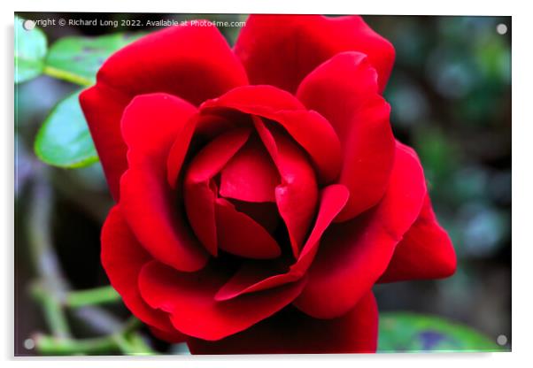 Single Red Rose Acrylic by Richard Long