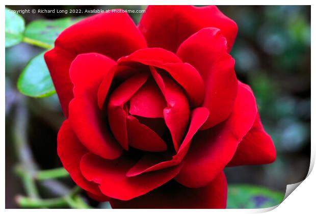 Single Red Rose Print by Richard Long