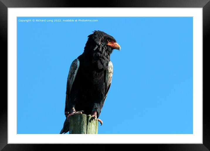 Single Bateleur Eagle, Bird of prey Framed Mounted Print by Richard Long