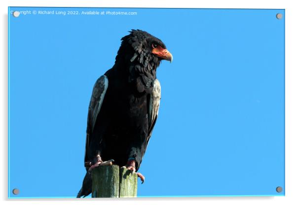 Single Bateleur Eagle, Bird of prey Acrylic by Richard Long
