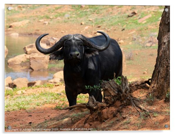 Curious African savanna buffalo bull  Acrylic by Adrian Turnbull-Kemp