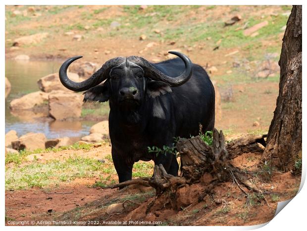 Curious African savanna buffalo bull  Print by Adrian Turnbull-Kemp