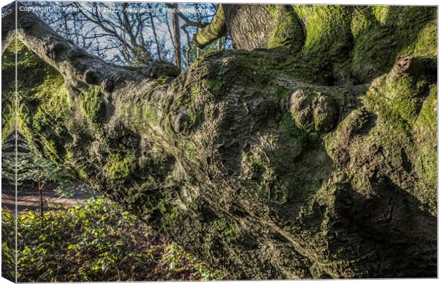 Prehistoric looking tree Canvas Print by Kevin White