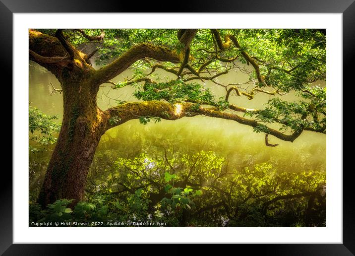 Oak Tree on a River Bank Framed Mounted Print by Heidi Stewart