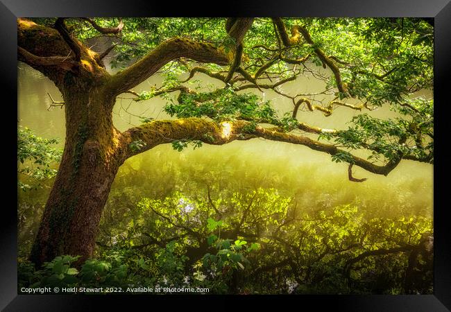 Oak Tree on a River Bank Framed Print by Heidi Stewart