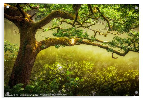 Oak Tree on a River Bank Acrylic by Heidi Stewart