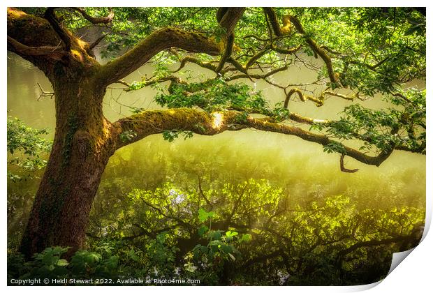 Oak Tree on a River Bank Print by Heidi Stewart