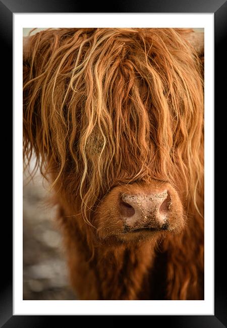 Highland Cow Framed Print by Duncan Loraine