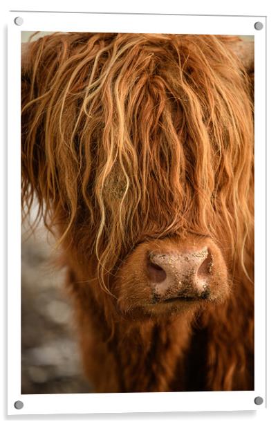 Highland Cow Acrylic by Duncan Loraine