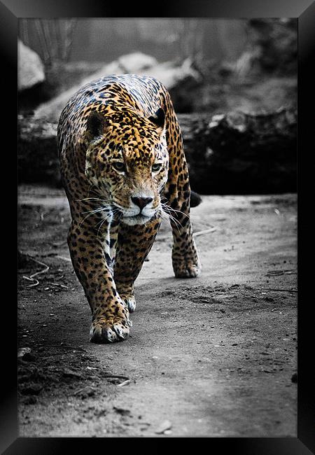 Jaguar on the Hunt Framed Print by Celtic Origins