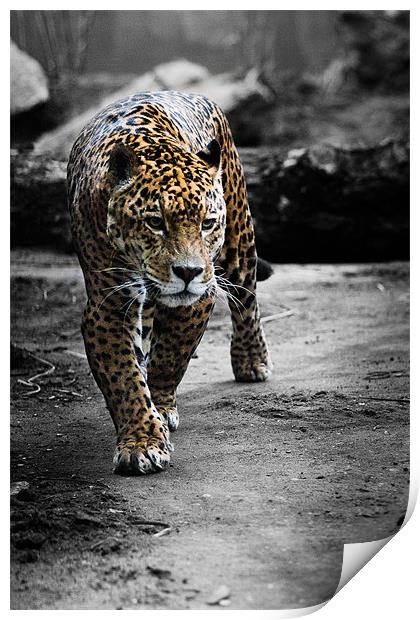 Jaguar on the Hunt Print by Celtic Origins