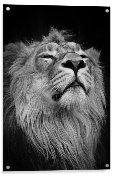 Asiatic Lion - Head shot Acrylic by Celtic Origins