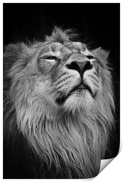 Asiatic Lion - Head shot Print by Celtic Origins
