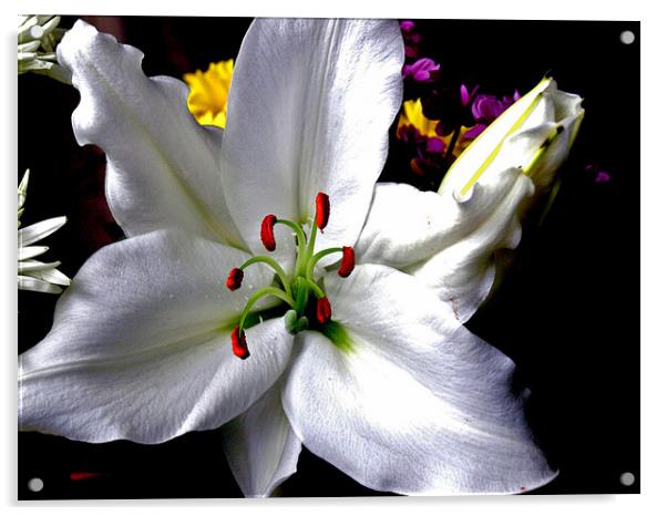 Lily-Lilium (Casa Blanca) Acrylic by john hill