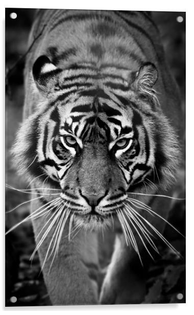 Sumatran Tiger - Fi Fy Fo Fum Acrylic by Celtic Origins