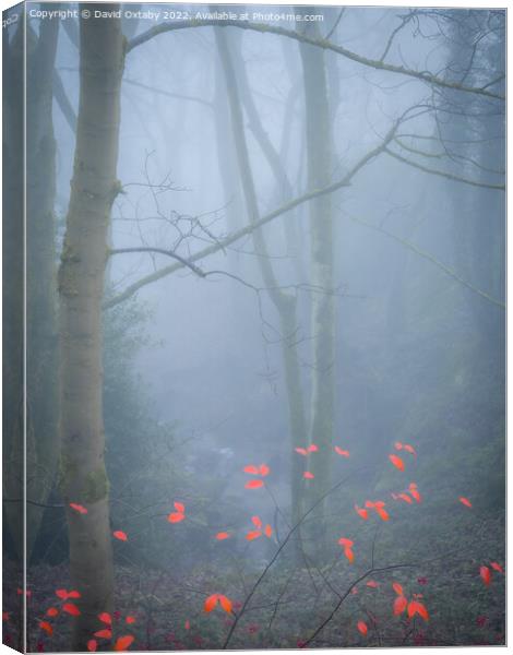 Butterflies in the mist Canvas Print by David Oxtaby  ARPS