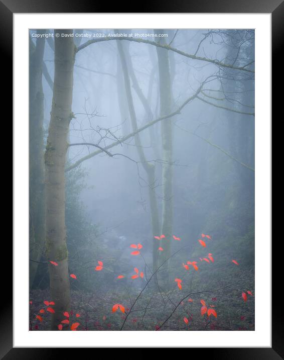 Butterflies in the mist Framed Mounted Print by David Oxtaby  ARPS