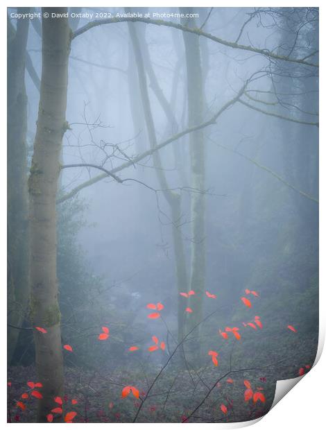 Butterflies in the mist Print by David Oxtaby  ARPS