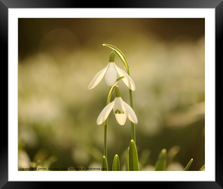 pair of snowdrops Framed Mounted Print by Simon Johnson