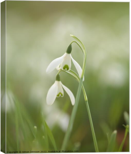 Two Snowdrop flowers Canvas Print by Simon Johnson