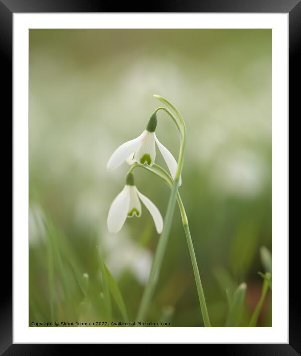 Two Snowdrop flowers Framed Mounted Print by Simon Johnson