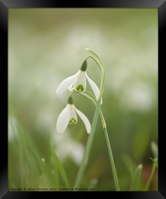 Two Snowdrop flowers Framed Print by Simon Johnson