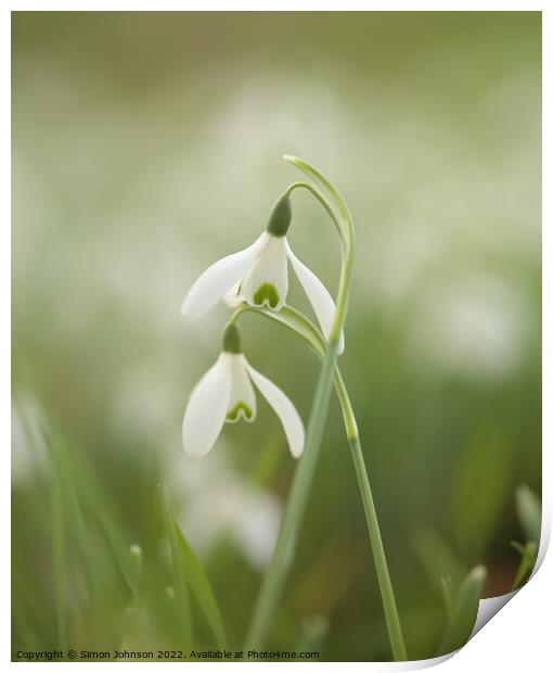 Two Snowdrop flowers Print by Simon Johnson