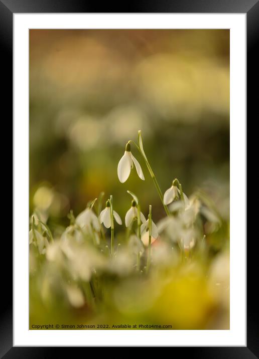 sunlit snowdrop  flowers Framed Mounted Print by Simon Johnson