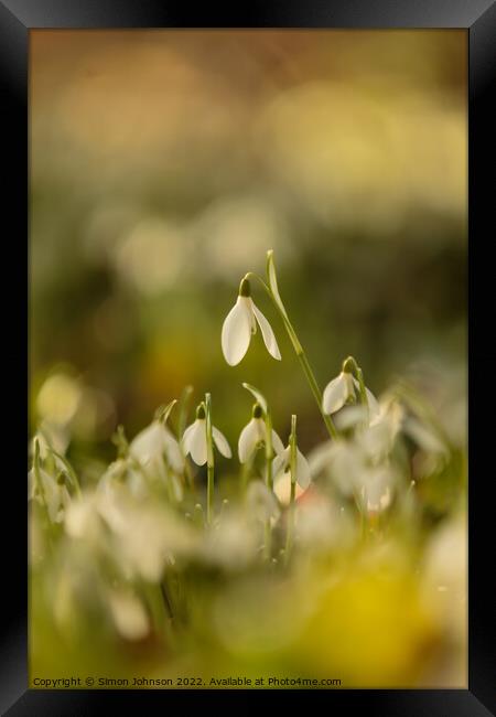sunlit snowdrop  flowers Framed Print by Simon Johnson