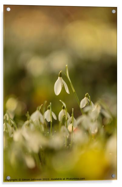 sunlit snowdrop  flowers Acrylic by Simon Johnson